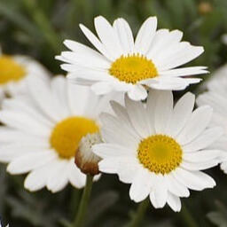 daisies in the field